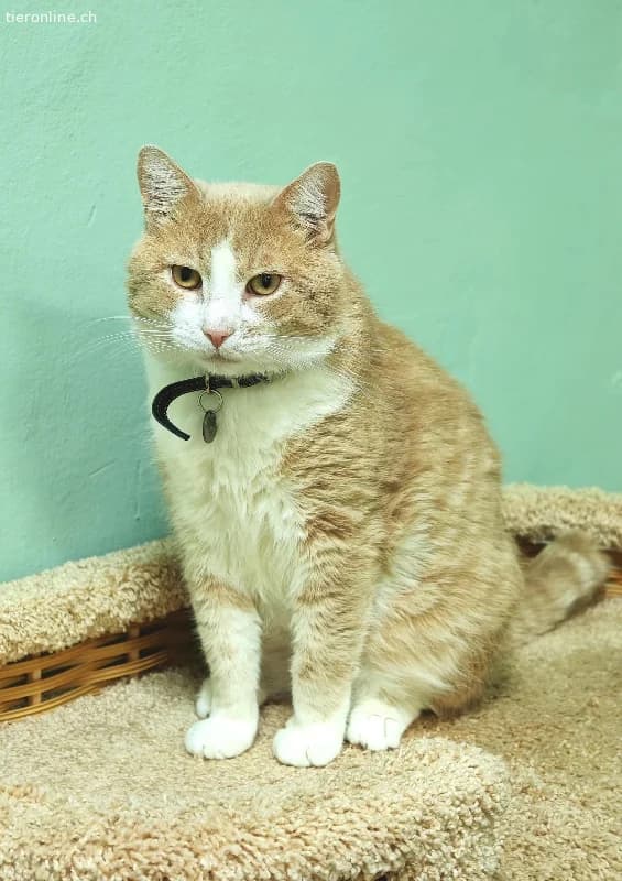 Bu, male European Shorthair for adoption at Tieronline.ch, Zürich — photo 2 of 4