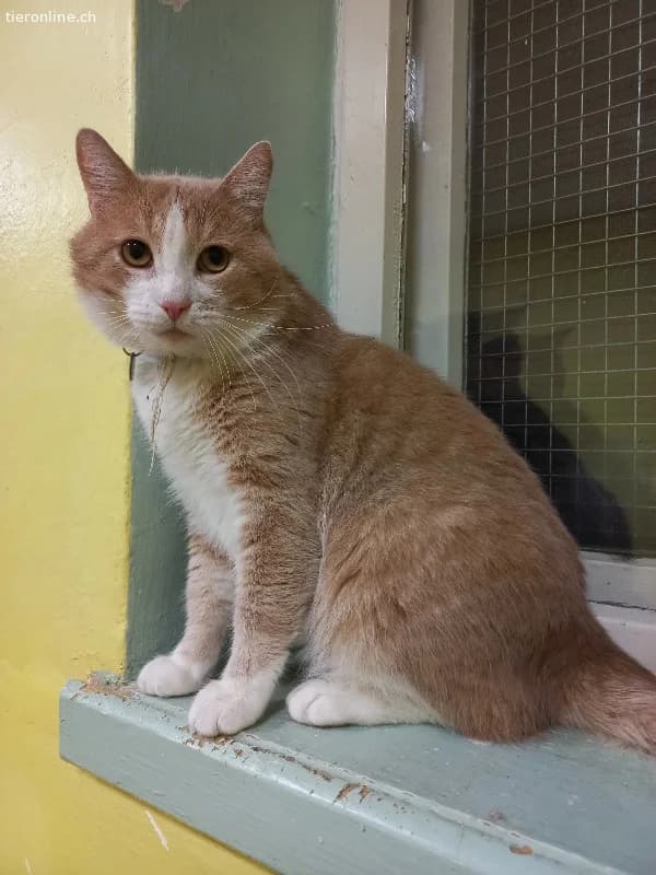 Bu, male European Shorthair for adoption at Tieronline.ch, Zürich — photo 3 of 4