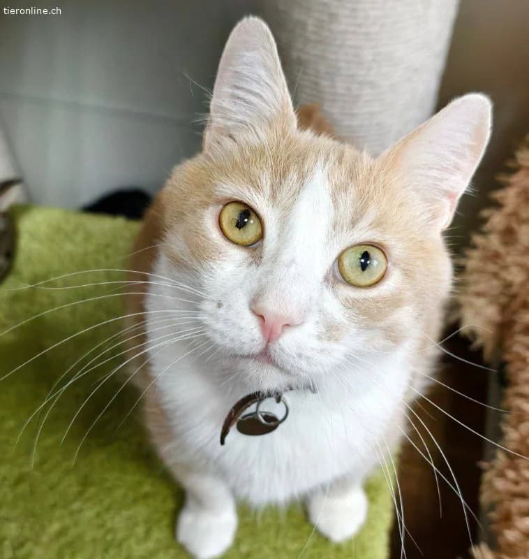 Bu, male European Shorthair for adoption at Tieronline.ch, Zürich — photo 4 of 4