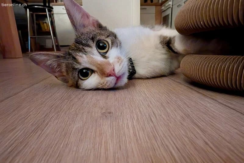 Yara sucht ihr Glück, female European Shorthair for adoption at Tieronline.ch, Zürich