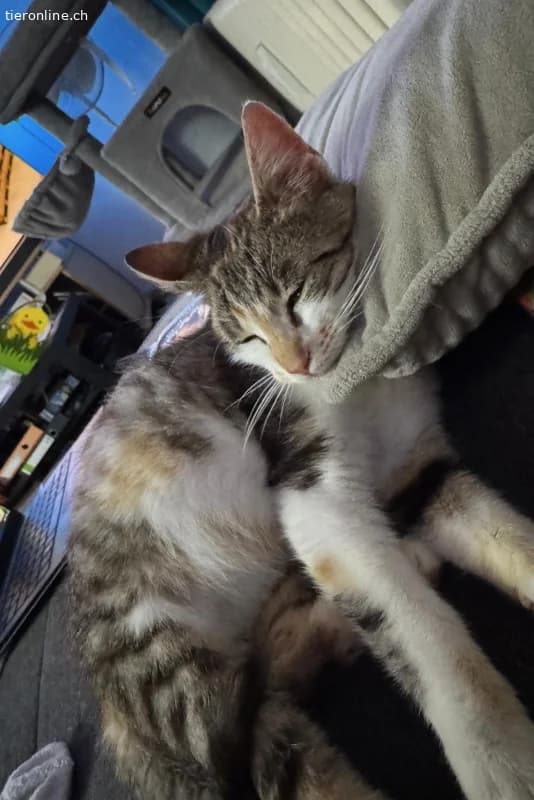 Yara sucht ihr Glück (1 Jahr), female European Shorthair for adoption at Tieronline.ch, Zürich — photo 2 of 5