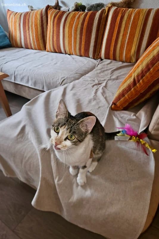 Yara sucht ihr Glück (1 Jahr), female European Shorthair for adoption at Tieronline.ch, Zürich — photo 4 of 5