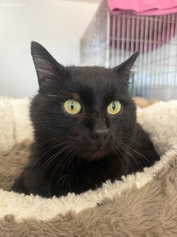 Ozzy sprüht vor Lebensfreude, male European Shorthair for adoption at Tieronline.ch, Zürich