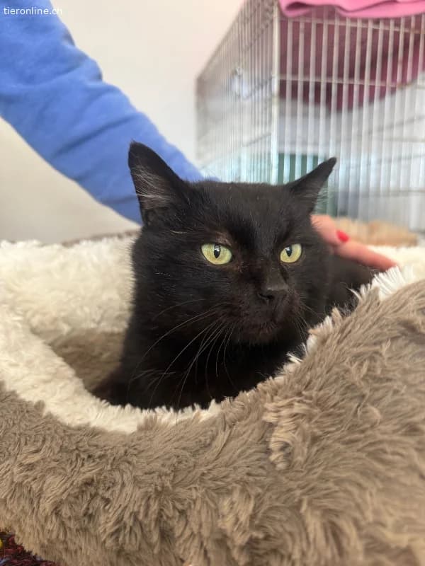 Ozzy sprüht vor Lebensfreude, male European Shorthair for adoption at Tieronline.ch, Zürich — photo 2 of 5