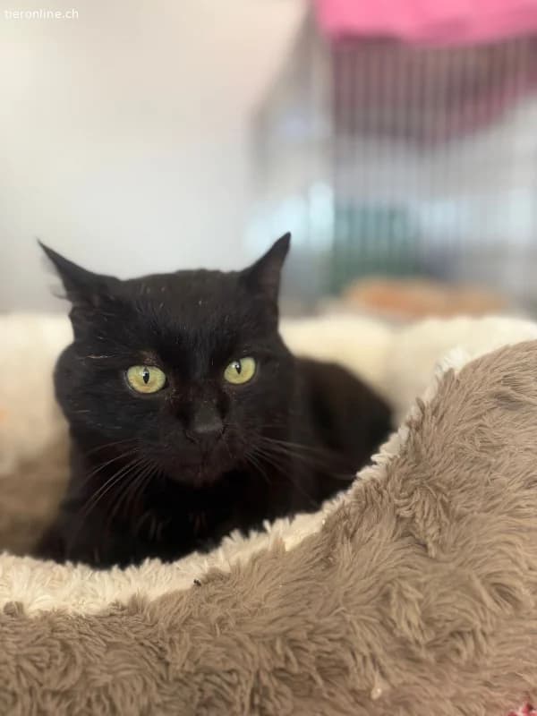 Ozzy sprüht vor Lebensfreude, male European Shorthair for adoption at Tieronline.ch, Zürich — photo 3 of 5