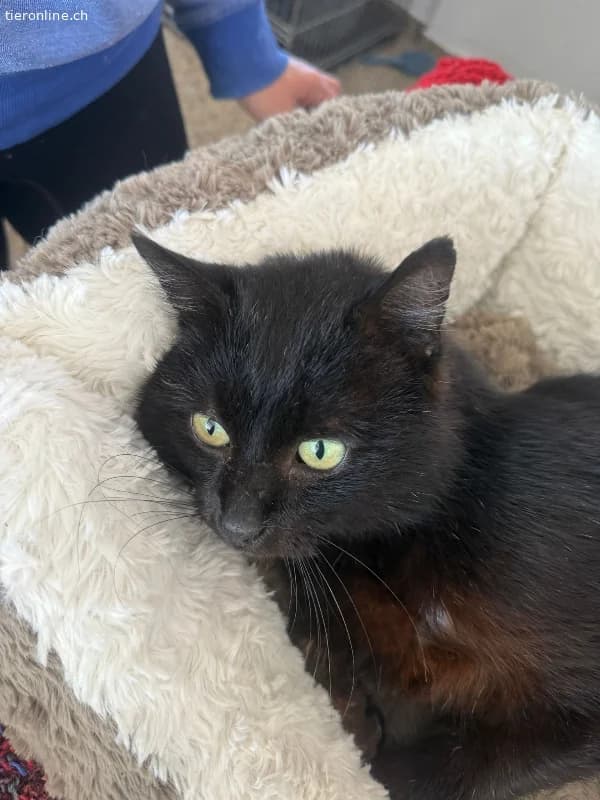 Ozzy sprüht vor Lebensfreude, male European Shorthair for adoption at Tieronline.ch, Zürich — photo 4 of 5