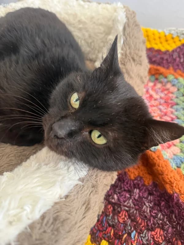 Ozzy sprüht vor Lebensfreude, male European Shorthair for adoption at Tieronline.ch, Zürich — photo 5 of 5