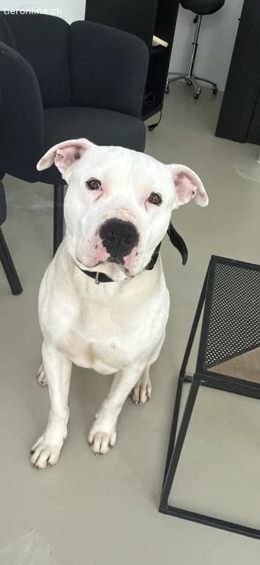 Wunderschöner Dogo Argentino sucht dringend ein Zu, male Dogo Argentino for adoption at Tieronline.ch, Zürich