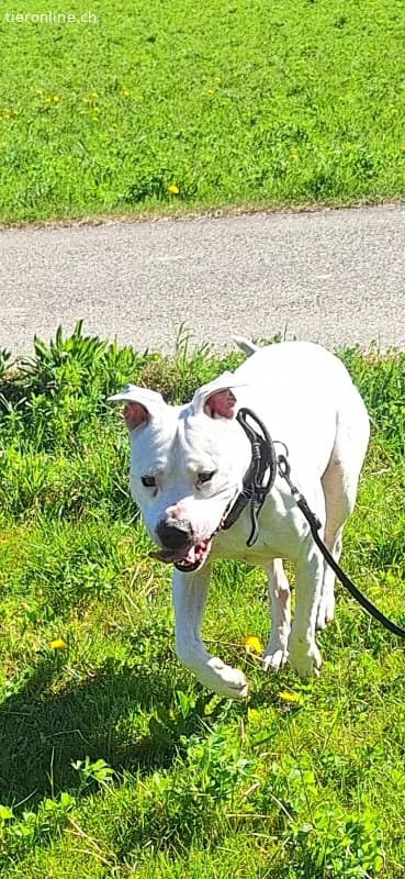 Wunderschöner Dogo Argentino sucht dringend ein Zu, male Dogo Argentino for adoption at Tieronline.ch, Zürich — photo 2 of 3