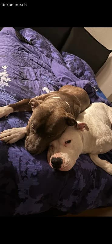 Wunderschöner Dogo Argentino sucht dringend ein Zu, male Dogo Argentino for adoption at Tieronline.ch, Zürich — photo 3 of 3