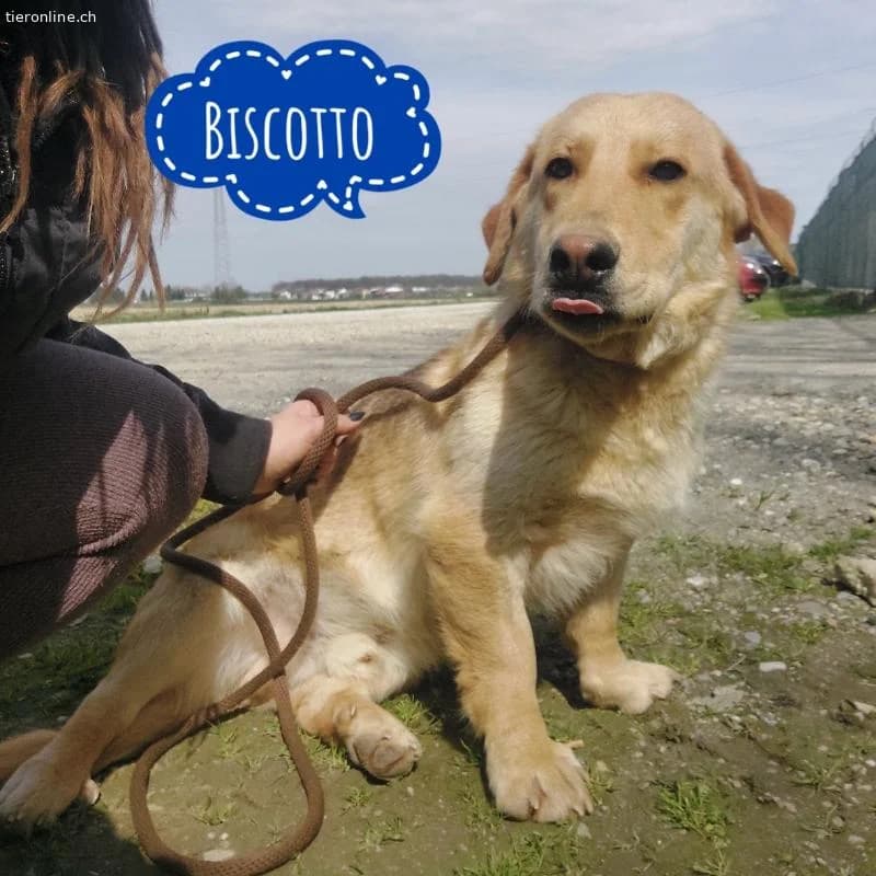 Biscotto ein sanfter Traumhund, male Labrador Retriever for adoption at Tieronline.ch, Zürich