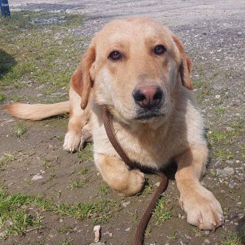 Biscotto ein sanfter Traumhund, male Labrador Retriever for adoption at Tieronline.ch, Zürich — photo 2 of 6