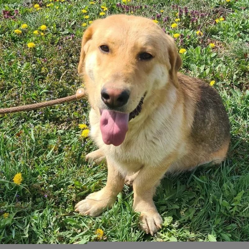 Biscotto ein sanfter Traumhund, male Labrador Retriever for adoption at Tieronline.ch, Zürich — photo 3 of 6