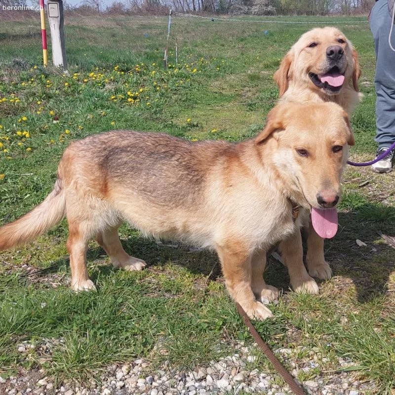 Biscotto ein sanfter Traumhund, male Labrador Retriever for adoption at Tieronline.ch, Zürich — photo 4 of 6