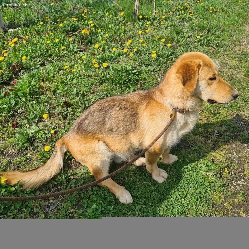 Biscotto ein sanfter Traumhund, male Labrador Retriever for adoption at Tieronline.ch, Zürich — photo 5 of 6