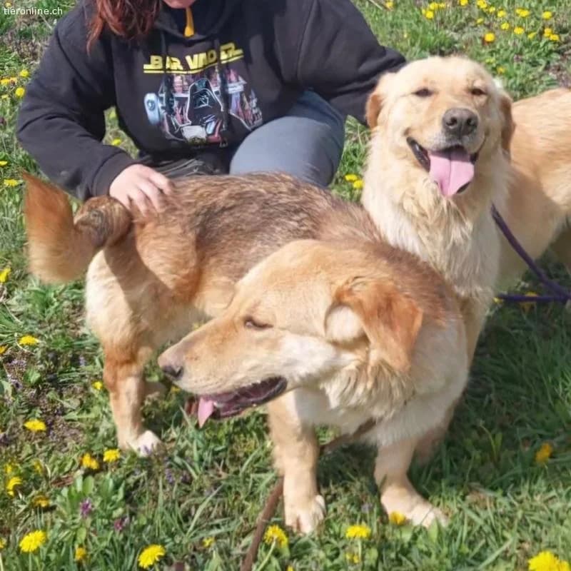 Biscotto ein sanfter Traumhund, male Labrador Retriever for adoption at Tieronline.ch, Zürich — photo 6 of 6