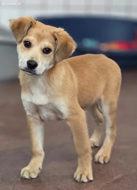 Friidolin, male Mixed Breed for adoption at Tieronline.ch, Zürich