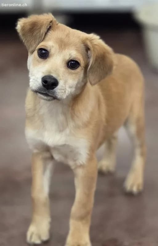 Friidolin, male Mixed Breed for adoption at Tieronline.ch, Zürich — photo 2 of 4