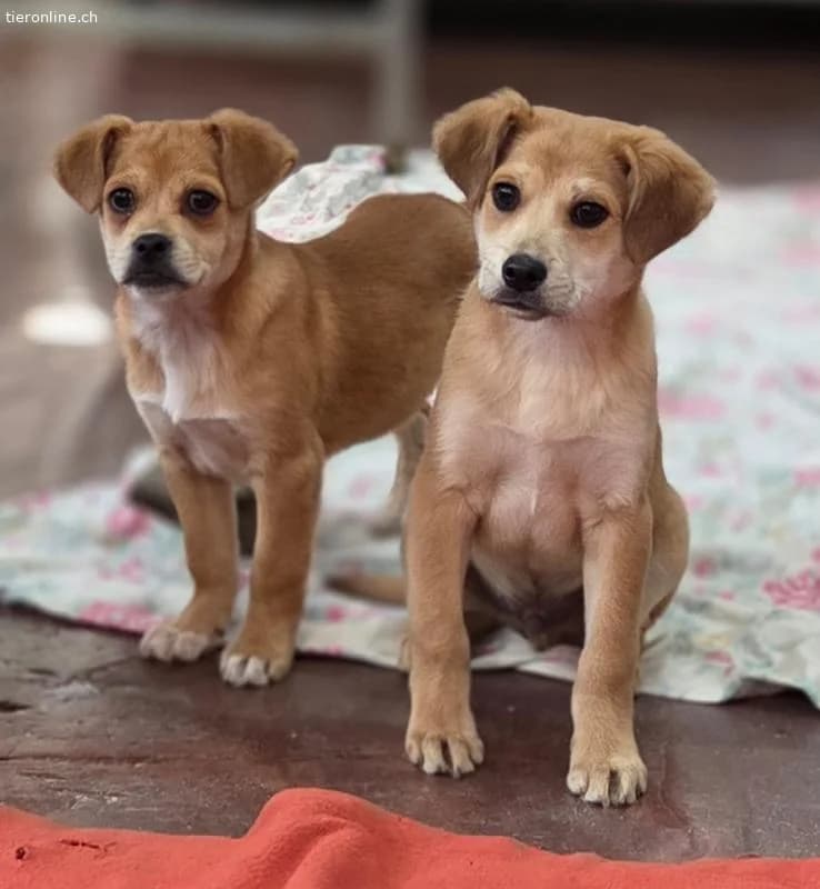 Friidolin, male Mixed Breed for adoption at Tieronline.ch, Zürich — photo 3 of 4