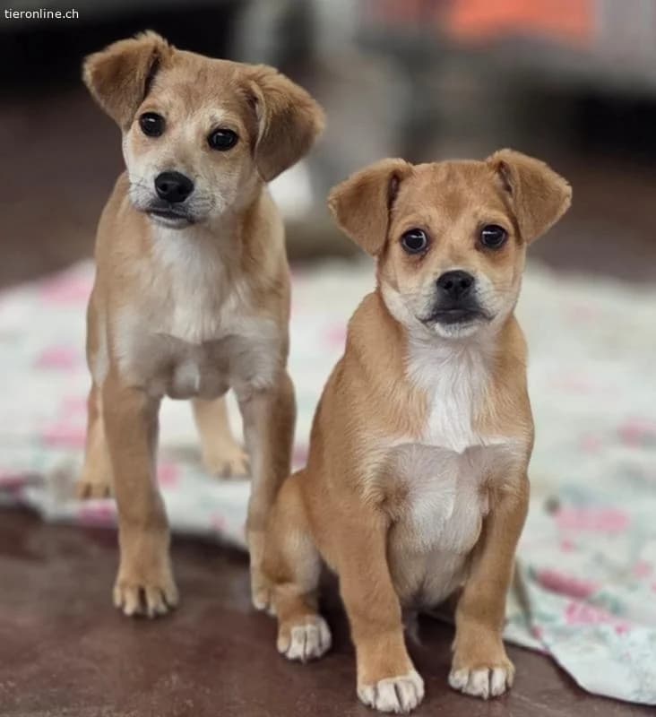 Friidolin, male Mixed Breed for adoption at Tieronline.ch, Zürich — photo 4 of 4