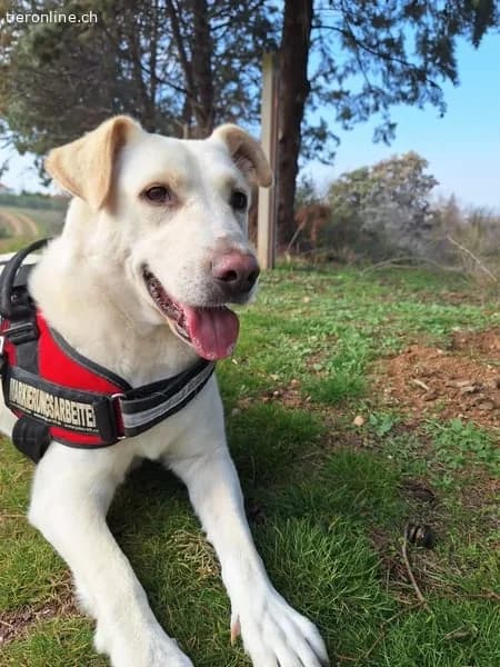 Nea, female Mixed Breed for adoption at Tieronline.ch, Zürich