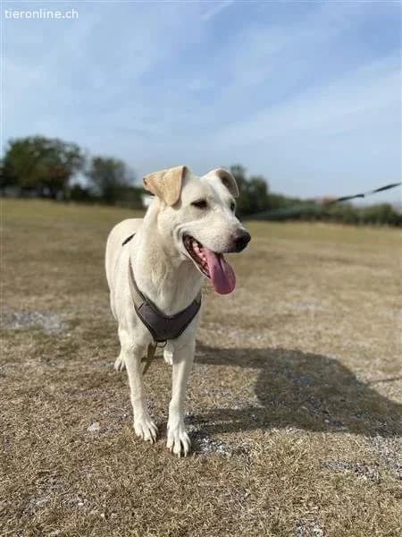 Nea, female Mixed Breed for adoption at Tieronline.ch, Zürich — photo 2 of 6