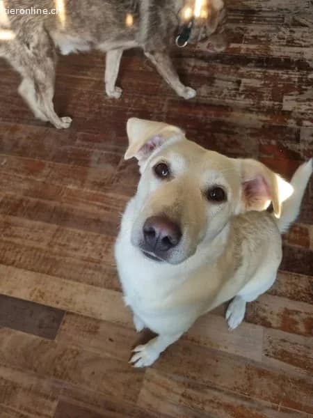 Nea, female Mixed Breed for adoption at Tieronline.ch, Zürich — photo 3 of 6