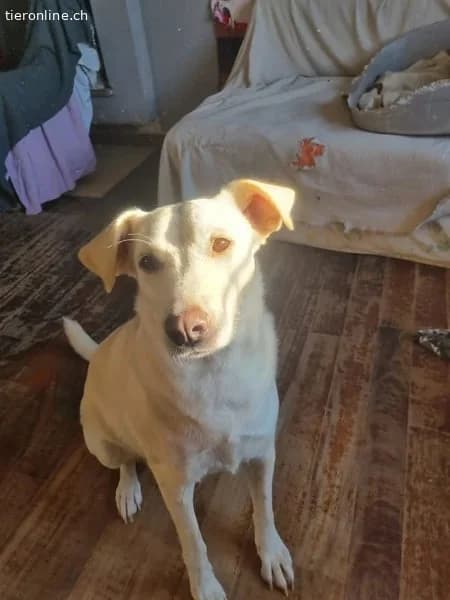 Nea, female Mixed Breed for adoption at Tieronline.ch, Zürich — photo 4 of 6