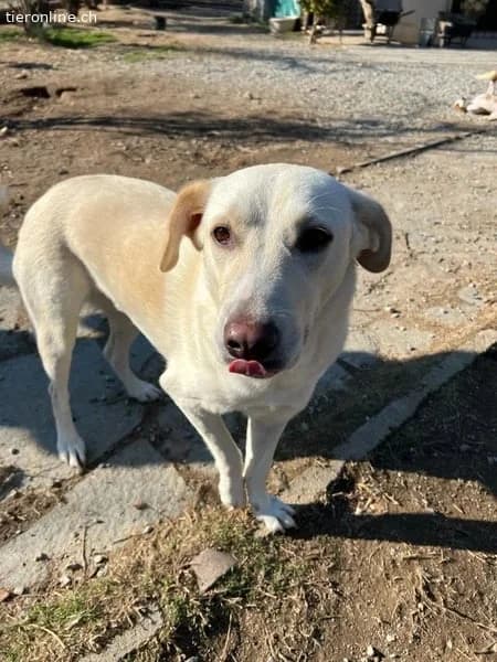 Nea, female Mixed Breed for adoption at Tieronline.ch, Zürich — photo 5 of 6
