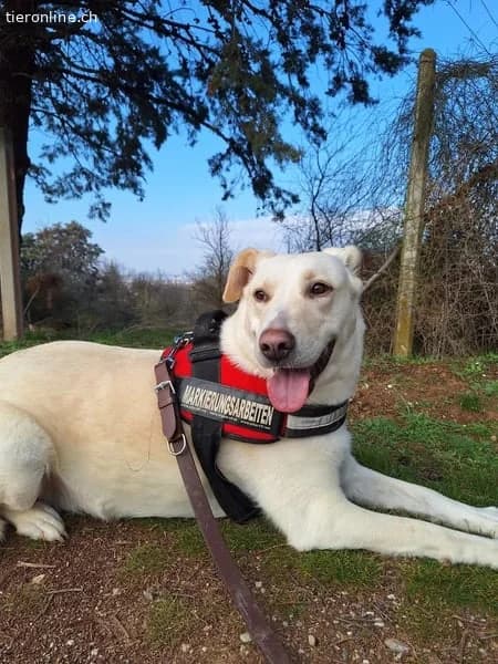 Nea, female Mixed Breed for adoption at Tieronline.ch, Zürich — photo 6 of 6