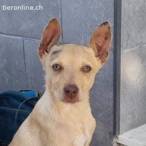 Frisón, male Border Collie for adoption at Tieronline.ch, Zürich