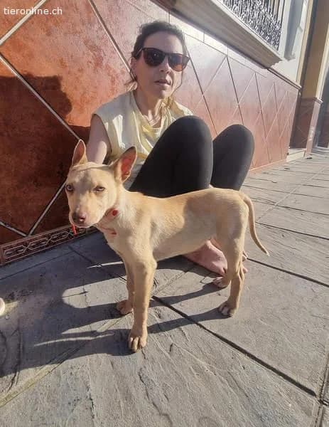 Frisón, male Border Collie for adoption at Tieronline.ch, Zürich — photo 2 of 6