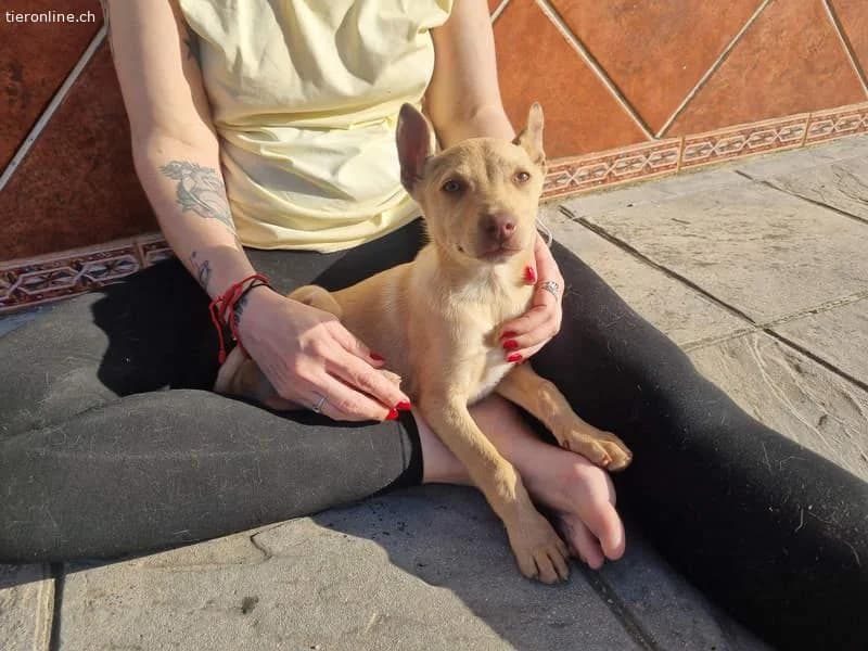 Frisón, male Border Collie for adoption at Tieronline.ch, Zürich — photo 3 of 6