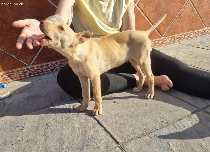 Frisón, male Border Collie for adoption at Tieronline.ch, Zürich — photo 4 of 6