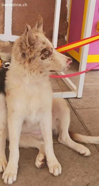 Frisón, male Border Collie for adoption at Tieronline.ch, Zürich — photo 5 of 6