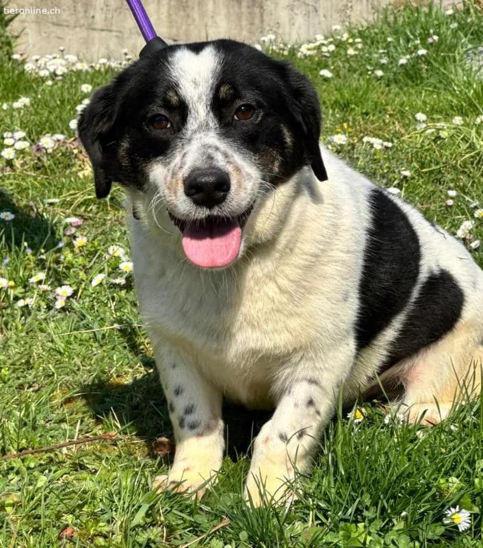 Dottie eine richtige Knutschkugel, female Dachshund for adoption at Tieronline.ch, Zürich — photo 2 of 5