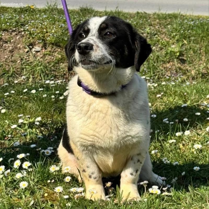 Dottie eine richtige Knutschkugel, female Dachshund for adoption at Tieronline.ch, Zürich — photo 3 of 5