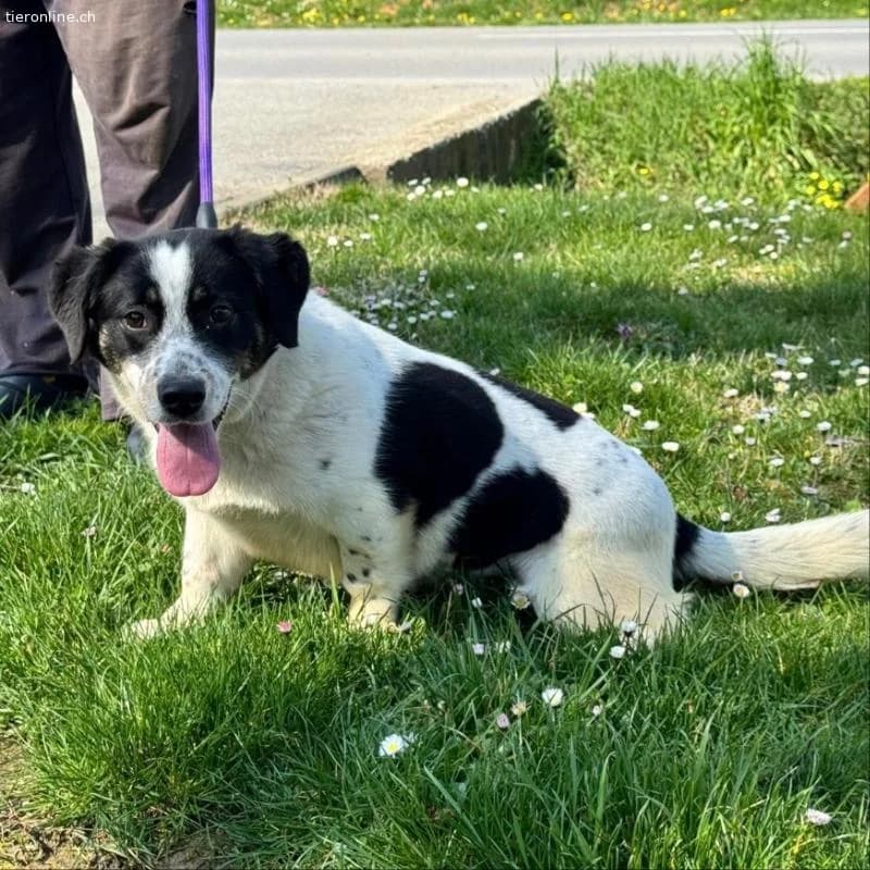 Dottie eine richtige Knutschkugel, female Dachshund for adoption at Tieronline.ch, Zürich — photo 4 of 5
