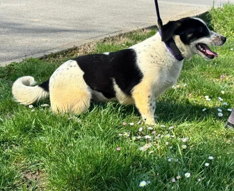 Dottie eine richtige Knutschkugel, female Dachshund for adoption at Tieronline.ch, Zürich — photo 5 of 5