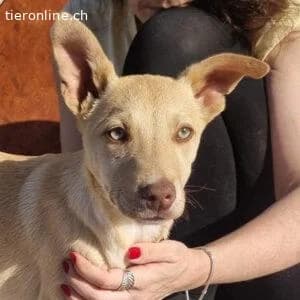Konik, male Border Collie for adoption at Tieronline.ch, Zürich