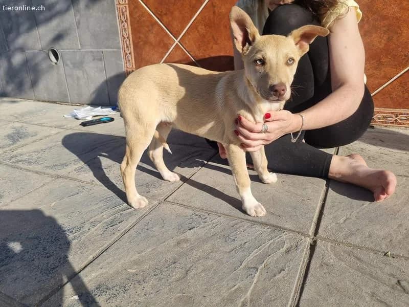 Konik, male Border Collie for adoption at Tieronline.ch, Zürich — photo 2 of 6