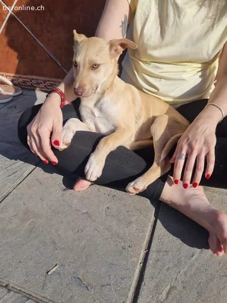 Konik, male Border Collie for adoption at Tieronline.ch, Zürich — photo 3 of 6