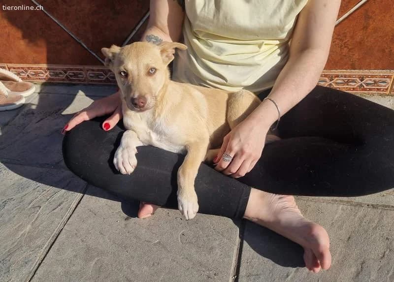 Konik, male Border Collie for adoption at Tieronline.ch, Zürich — photo 4 of 6
