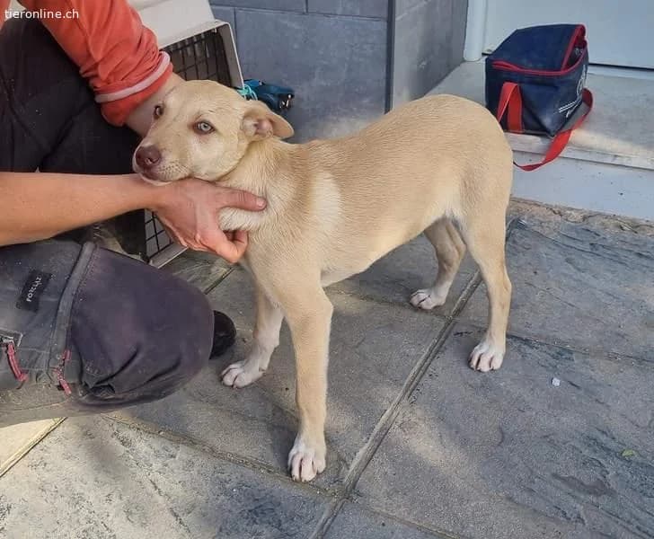 Konik, male Border Collie for adoption at Tieronline.ch, Zürich — photo 6 of 6