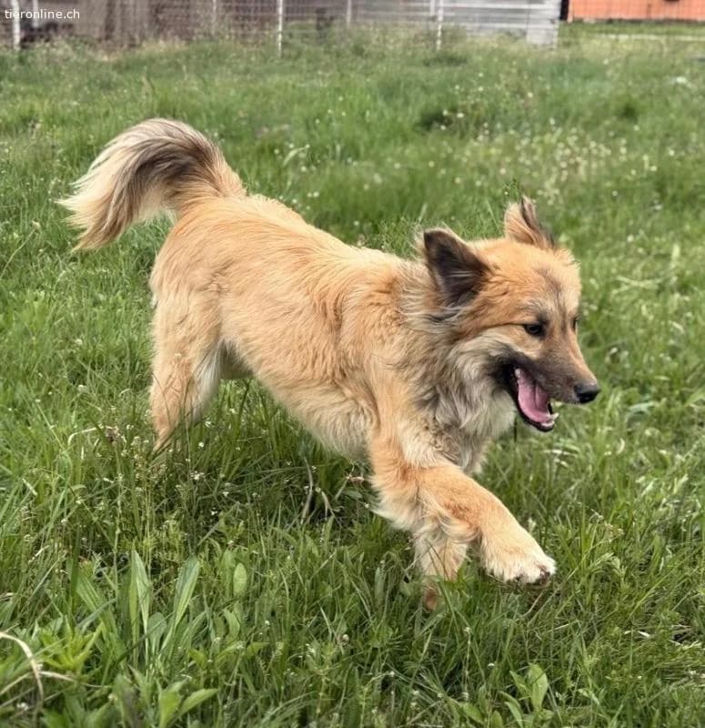 Loki ein wunderhübscher Rüde, male Collie for adoption at Tieronline.ch, Zürich — photo 2 of 6