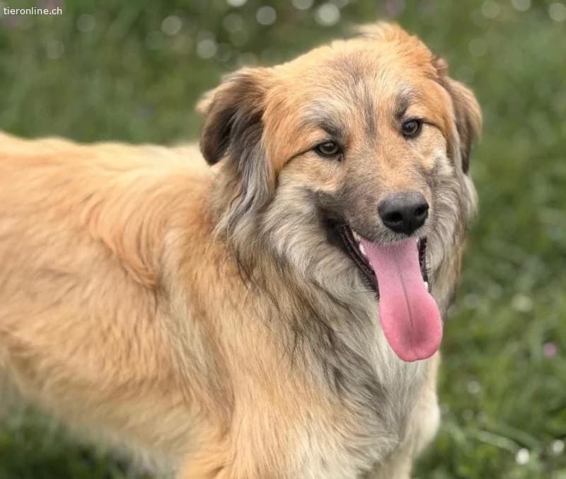 Loki ein wunderhübscher Rüde, male Collie for adoption at Tieronline.ch, Zürich — photo 3 of 6