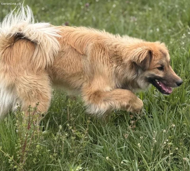 Loki ein wunderhübscher Rüde, male Collie for adoption at Tieronline.ch, Zürich — photo 4 of 6