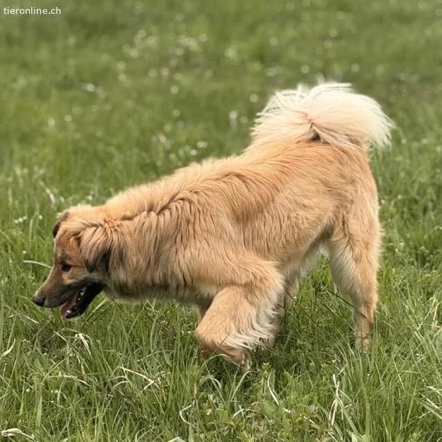 Loki ein wunderhübscher Rüde, male Collie for adoption at Tieronline.ch, Zürich — photo 5 of 6