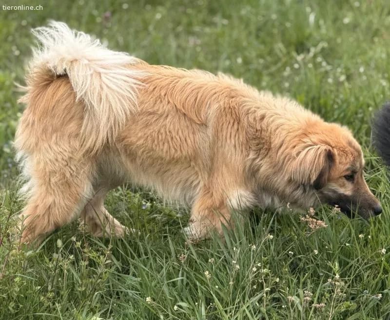 Loki ein wunderhübscher Rüde, male Collie for adoption at Tieronline.ch, Zürich — photo 6 of 6