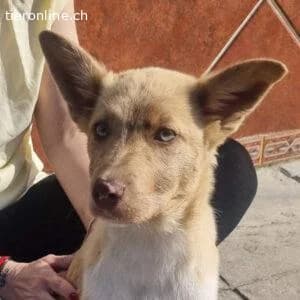 Falabella, female Border Collie for adoption at Tieronline.ch, Zürich